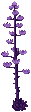 Bright Purple Century Plant