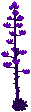 Purple Century Plant