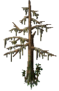 Cypress (Mossy)