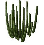 Pipe  			Cactus